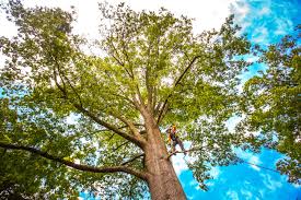 Reliable Sigourney, IA Tree Services Solutions