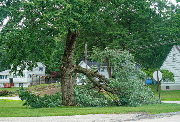 Best Tree Removal  in Sigourney, IA