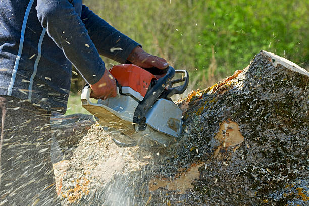 How Our Tree Care Process Works  in  Sigourney, IA